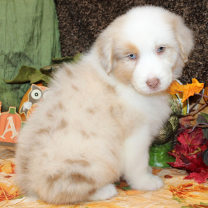Australian Shepherd Puppy Grizz