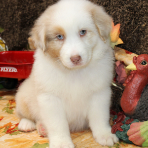 Australian Shepherd Puppy Grizz