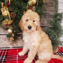 Goldendoodle Puppy Joy