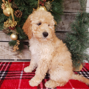 Goldendoodle Puppy Joy