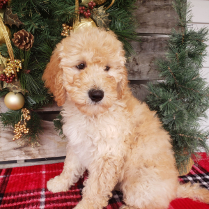 Goldendoodle Puppy Joy