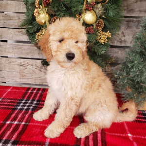 Goldendoodle Puppy Joy