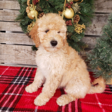 Goldendoodle Puppy Joy
