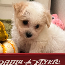Coton de Tulear Puppy Cody