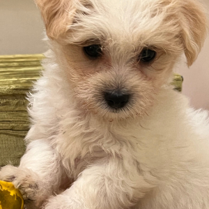 Coton de Tulear Puppy Cody