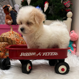 Coton de Tulear Puppy Cody