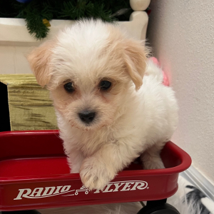 Coton de Tulear Puppy Cody