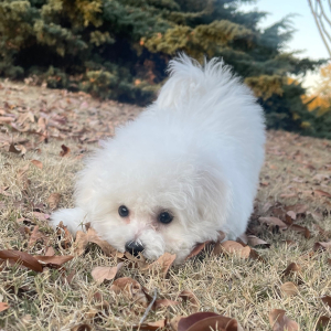 Bichon Frise Puppy Charlie