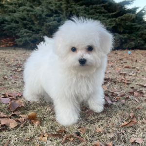 Bichon Frise Puppy Charlie