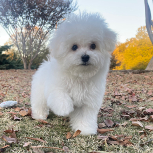 Bichon Frise Puppy Charlie