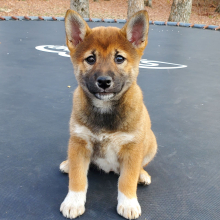 Shiba Inu Puppy Nala