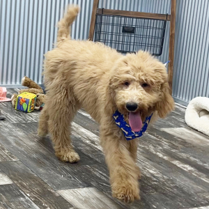 Poodle Puppy Finley
