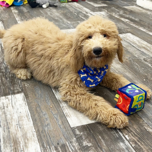 Poodle Puppy Finley
