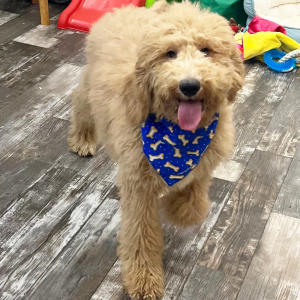 Poodle Puppy Finley