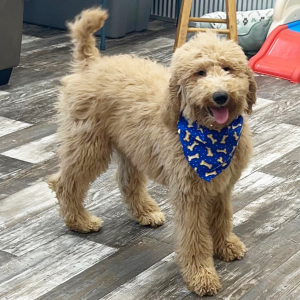 Poodle Puppy Finley