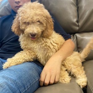 Goldendoodle Puppy Marci