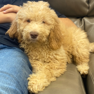 Goldendoodle Puppy Marci