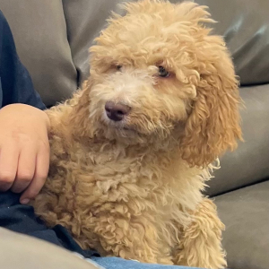 Goldendoodle Puppy Marci