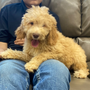 Goldendoodle Puppy Marci