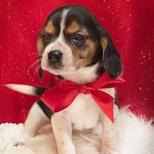 Beagle Puppy Miley