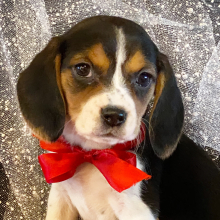 Beagle Puppy Miley