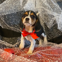Beagle Puppy Miley