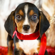 Beagle Puppy Joshie