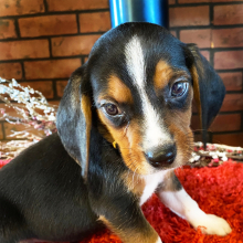 Beagle Puppy Joshie