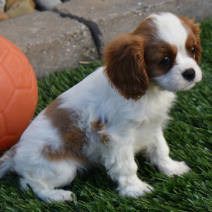 Cavalier King Charles Spaniel Puppy Megan