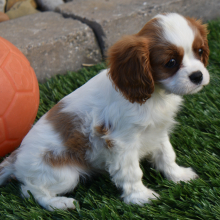 Cavalier King Charles Spaniel Puppy Megan
