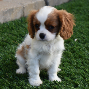 Cavalier King Charles Spaniel Puppy Megan