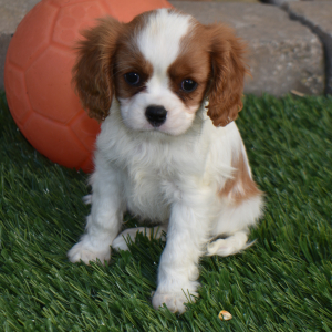 Cavalier King Charles Spaniel Puppy Megan