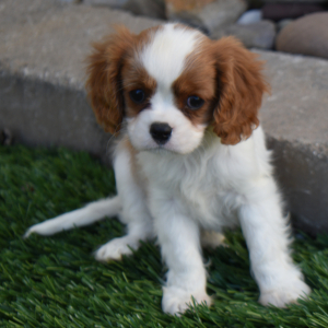 Cavalier King Charles Spaniel Puppy Megan
