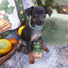 Miniature Pinscher Puppy Gary
