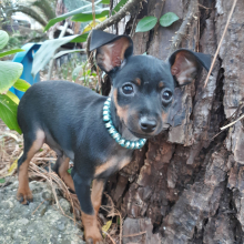 Miniature Pinscher Puppy Gary
