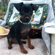 Miniature Pinscher Puppy Gary