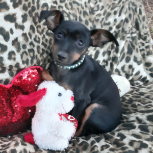 Miniature Pinscher Puppy Gary
