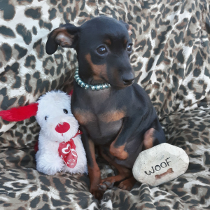Miniature Pinscher Puppy Gary
