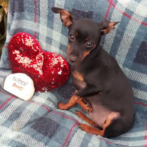 Miniature Pinscher Puppy Gary