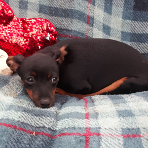 Miniature Pinscher Puppy Gary