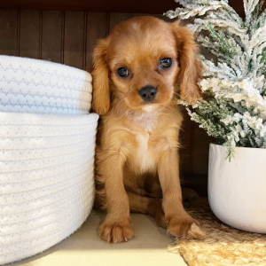 Cavalier King Charles Spaniel Puppy Marley
