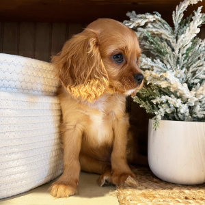 Cavalier King Charles Spaniel Puppy Marley