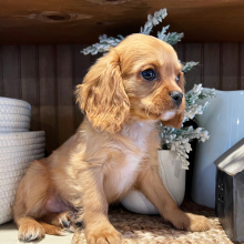 Cavalier King Charles Spaniel Puppy Marley