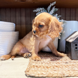 Cavalier King Charles Spaniel Puppy Marley