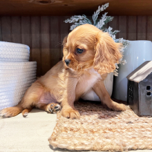 Cavalier King Charles Spaniel Puppy Marley