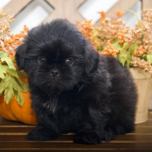 Shih Tzu Puppy Hudson