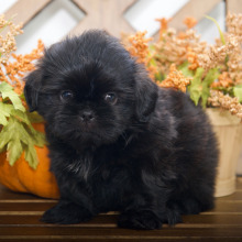 Shih Tzu Puppy Hudson