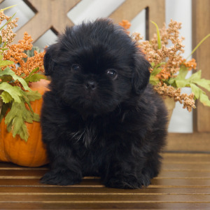 Shih Tzu Puppy Hudson