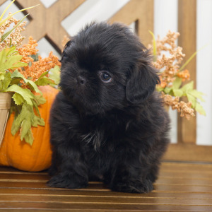 Shih Tzu Puppy Hudson