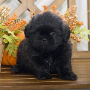 Shih Tzu Puppy Hudson